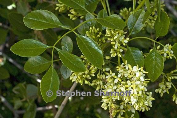 fraxinus dipetala 2 graphic